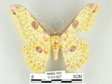 中文名:黃豹天蠶蛾(3161-597)學名:Loepa formosensis Mell, 1939(3161-597)
