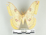 中文名:黃豹天蠶蛾(3940-793)學名:Loepa formosensis Mell, 1939(3940-793)