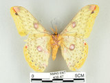 中文名:黃豹天蠶蛾(438-47)學名:Loepa formosensis Mell, 1939(438-47)