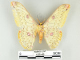中文名:黃豹天蠶蛾(438-48)學名:Loepa formosensis Mell, 1939(438-48)