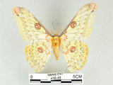 中文名:黃豹天蠶蛾(438-48)學名:Loepa formosensis Mell, 1939(438-48)