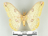 中文名:黃豹天蠶蛾(438-52)學名:Loepa formosensis Mell, 1939(438-52)