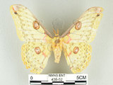 中文名:黃豹天蠶蛾(438-52)學名:Loepa formosensis Mell, 1939(438-52)