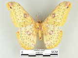 中文名:黃豹天蠶蛾(438-57)學名:Loepa formosensis Mell, 1939(438-57)