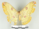 中文名:黃豹天蠶蛾(514-12)學名:Loepa formosensis Mell, 1939(514-12)