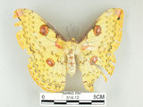 中文名:黃豹天蠶蛾(514-12)學名:Loepa formosensis Mell, 1939(514-12)