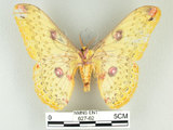 中文名:黃豹天蠶蛾(627-62)學名:Loepa formosensis Mell, 1939(627-62)