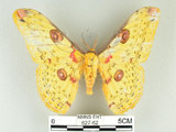 中文名:黃豹天蠶蛾(627-62)學名:Loepa formosensis Mell, 1939(627-62)
