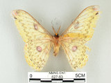 中文名:黃豹天蠶蛾(627-63)學名:Loepa formosensis Mell, 1939(627-63)
