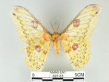 中文名:黃豹天蠶蛾(627-63)學名:Loepa formosensis Mell, 1939(627-63)