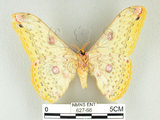 中文名:黃豹天蠶蛾(627-66)學名:Loepa formosensis Mell, 1939(627-66)
