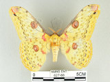 中文名:黃豹天蠶蛾(627-66)學名:Loepa formosensis Mell, 1939(627-66)