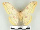 中文名:黃豹天蠶蛾(658-16)學名:Loepa formosensis Mell, 1939(658-16)