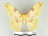 中文名:黃豹天蠶蛾(658-16)學名:Loepa formosensis Mell, 1939(658-16)