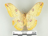 中文名:黃豹天蠶蛾(658-20)學名:Loepa formosensis Mell, 1939(658-20)