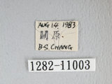 中文名:銀肩枯葉蛾(1282-11003)