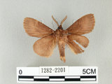 中文名:馬尾松枯葉蛾(1282-2201)學名:Dendrolimus punctatus (Walker, 1855)(1282-2201)