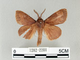 中文名:馬尾松枯葉蛾(1282-2201)學名:Dendrolimus punctatus (Walker, 1855)(1282-2201)