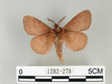 中文名:馬尾松枯葉蛾(1282-278)學名:Dendrolimus punctatus (Walker, 1855)(1282-278)