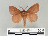 中文名:馬尾松枯葉蛾(1282-278)學名:Dendrolimus punctatus (Walker, 1855)(1282-278)