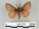 中文名:馬尾松枯葉蛾(1282-336)學名:Dendrolimus punctatus (Walker, 1855)(1282-336)