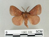 中文名:馬尾松枯葉蛾(1282-336)學名:Dendrolimus punctatus (Walker, 1855)(1282-336)