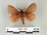 中文名:馬尾松枯葉蛾(1282-445)學名:Dendrolimus punctatus (Walker, 1855)(1282-445)