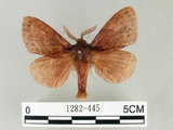 中文名:馬尾松枯葉蛾(1282-445)學名:Dendrolimus punctatus (Walker, 1855)(1282-445)