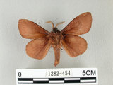 中文名:馬尾松枯葉蛾(1282-454)學名:Dendrolimus punctatus (Walker, 1855)(1282-454)