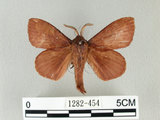 中文名:馬尾松枯葉蛾(1282-454)學名:Dendrolimus punctatus (Walker, 1855)(1282-454)