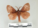 中文名:馬尾松枯葉蛾(1282-515)學名:Dendrolimus punctatus (Walker, 1855)(1282-515)