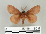 中文名:馬尾松枯葉蛾(1282-584)學名:Dendrolimus punctatus (Walker, 1855)(1282-584)