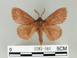 中文名:馬尾松枯葉蛾(1282-584)學名:Dendrolimus punctatus (Walker, 1855)(1282-584)