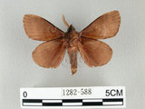 中文名:馬尾松枯葉蛾(1282-588)學名:Dendrolimus punctatus (Walker, 1855)(1282-588)