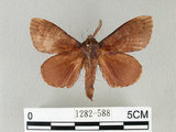 中文名:馬尾松枯葉蛾(1282-588)學名:Dendrolimus punctatus (Walker, 1855)(1282-588)