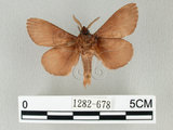 中文名:馬尾松枯葉蛾(1282-678)學名:Dendrolimus punctatus (Walker, 1855)(1282-678)