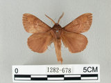 中文名:馬尾松枯葉蛾(1282-678)學名:Dendrolimus punctatus (Walker, 1855)(1282-678)