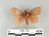 中文名:馬尾松枯葉蛾(1282-755)學名:Dendrolimus punctatus (Walker, 1855)(1282-755)