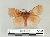 中文名:馬尾松枯葉蛾(1282-755)學名:Dendrolimus punctatus (Walker, 1855)(1282-755)