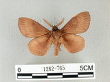 中文名:馬尾松枯葉蛾(1282-765)學名:Dendrolimus punctatus (Walker, 1855)(1282-765)