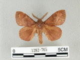 中文名:馬尾松枯葉蛾(1282-765)學名:Dendrolimus punctatus (Walker, 1855)(1282-765)