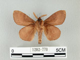 中文名:馬尾松枯葉蛾(1282-770)學名:Dendrolimus punctatus (Walker, 1855)(1282-770)