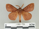 中文名:馬尾松枯葉蛾(1282-770)學名:Dendrolimus punctatus (Walker, 1855)(1282-770)