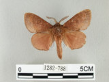 中文名:馬尾松枯葉蛾(1282-788)學名:Dendrolimus punctatus (Walker, 1855)(1282-788)