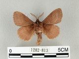 中文名:馬尾松枯葉蛾(1282-813)學名:Dendrolimus punctatus (Walker, 1855)(1282-813)