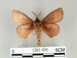 中文名:馬尾松枯葉蛾(1282-828)學名:Dendrolimus punctatus (Walker, 1855)(1282-828)