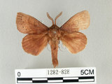 中文名:馬尾松枯葉蛾(1282-828)學名:Dendrolimus punctatus (Walker, 1855)(1282-828)