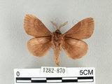 中文名:馬尾松枯葉蛾(1282-870)學名:Dendrolimus punctatus (Walker, 1855)(1282-870)