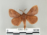 中文名:馬尾松枯葉蛾(1282-870)學名:Dendrolimus punctatus (Walker, 1855)(1282-870)