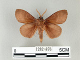 中文名:馬尾松枯葉蛾(1282-876)學名:Dendrolimus punctatus (Walker, 1855)(1282-876)